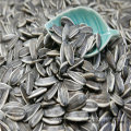 Chinese Sunflower Seed 5009